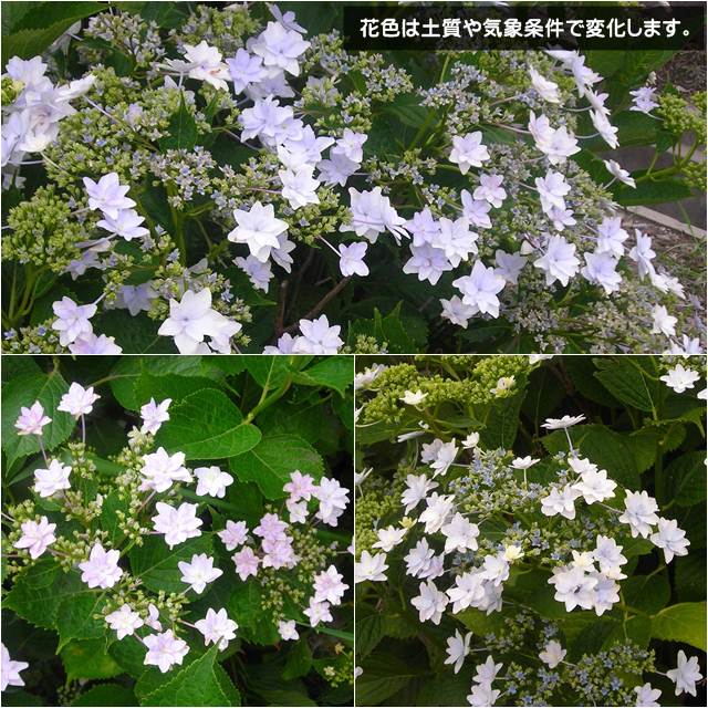 【ハイドランジア属】ガクアジサイ隅田の花火3号ポット