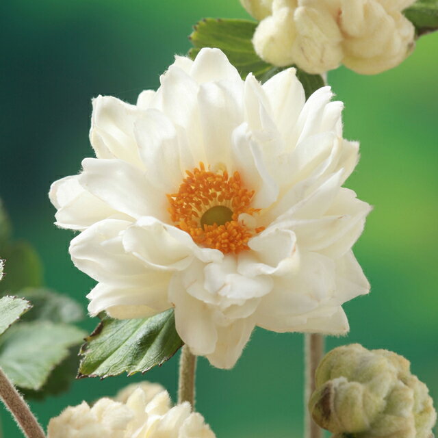 【アネモネ属】秋明菊　大輪牡丹咲　3号ポットのサムネイル