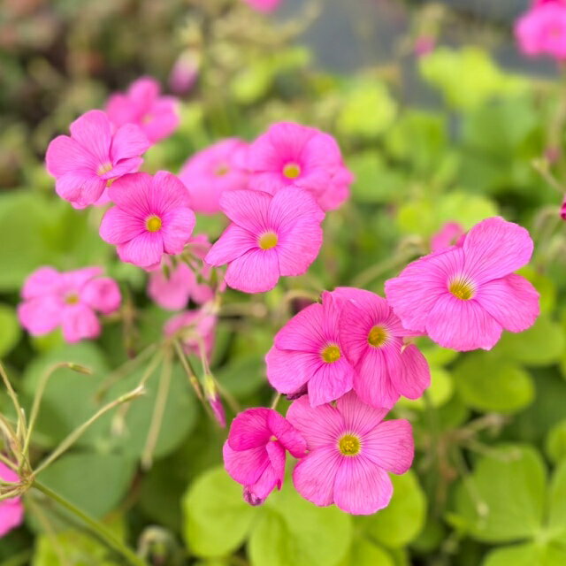 【オクサリス属】オキザリスボビー 3.5号ポットのサムネイル