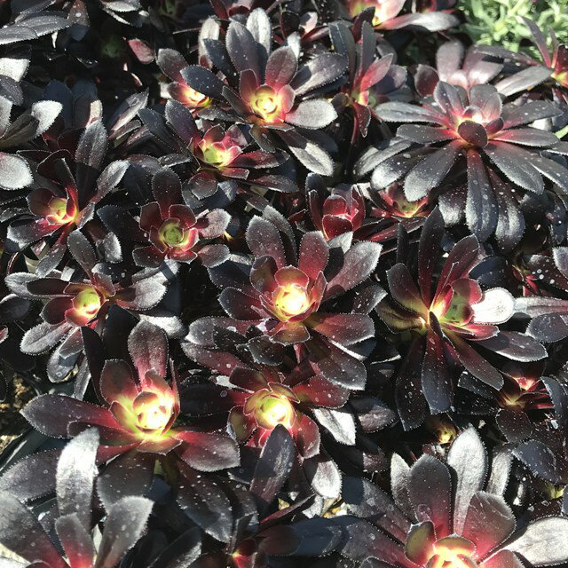 黒い花 黒い植物選 それぞれ特徴や花言葉などをご紹介 2ページ目 Botanica