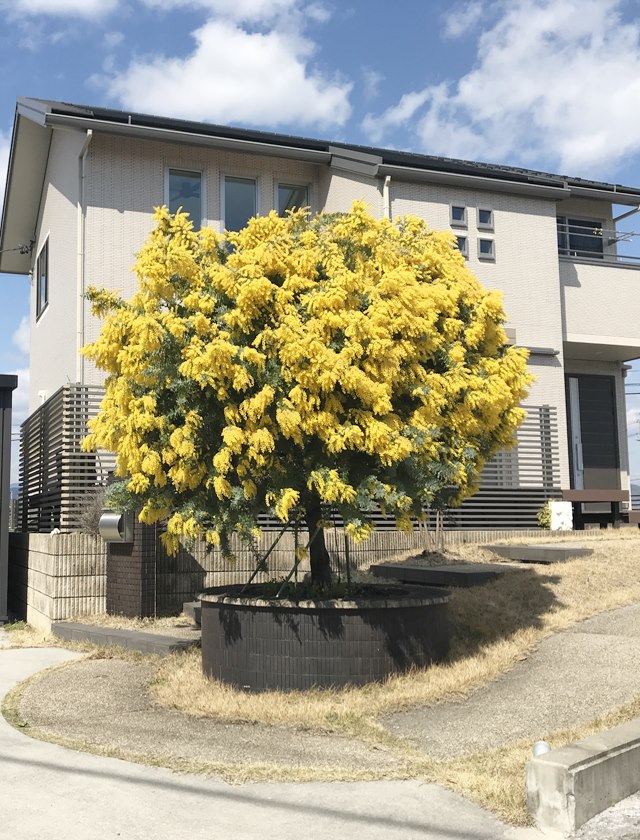 楽天市場 アカシア属 アカシアミモザ ギンヨウアカシア 4 5号ポット 産直花だん屋 みんなのレビュー 口コミ 楽天市場 アカシア属 アカシアミモザ ギンヨウアカシア 4 5号ポット 産直花だん屋 みんなのレビュー 口コミ