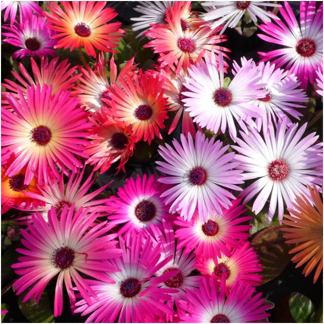 【ドロテアンツス属】リビングストーンデージー3号ポット（3株セット）のサムネイル