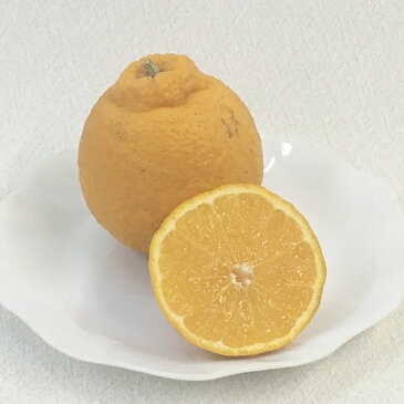 【ハイブリット系柑橘ミカン属】デコポン（接木苗）4号LLポット