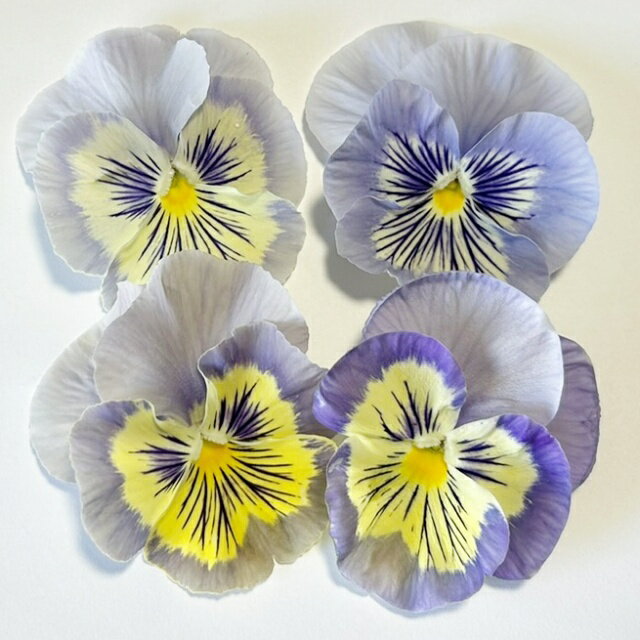 【スミレ属】グラデーション中輪パンジーフィノバニラスカイ3号ポット（お任せ3株セット）花色は固定しておりませんのサムネイル