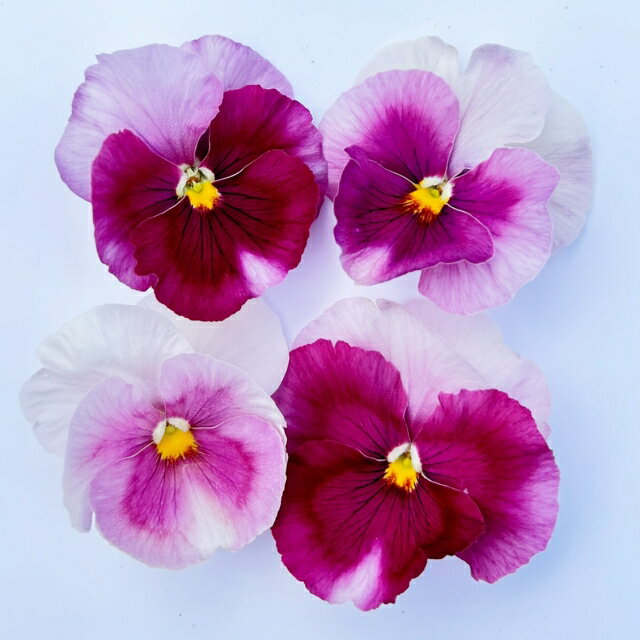 【スミレ属】グラデーション中輪パンジーパシオピンクフレア 3号ポット（お任せ3株セット）花色は固定しておりませんのサムネイル