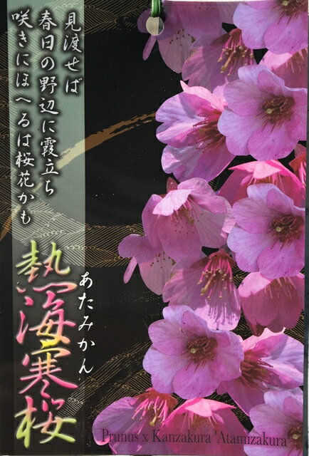 【サクラ属】高性桜熱海寒桜（アタミヒザクラ）5号Lポット(接木苗)