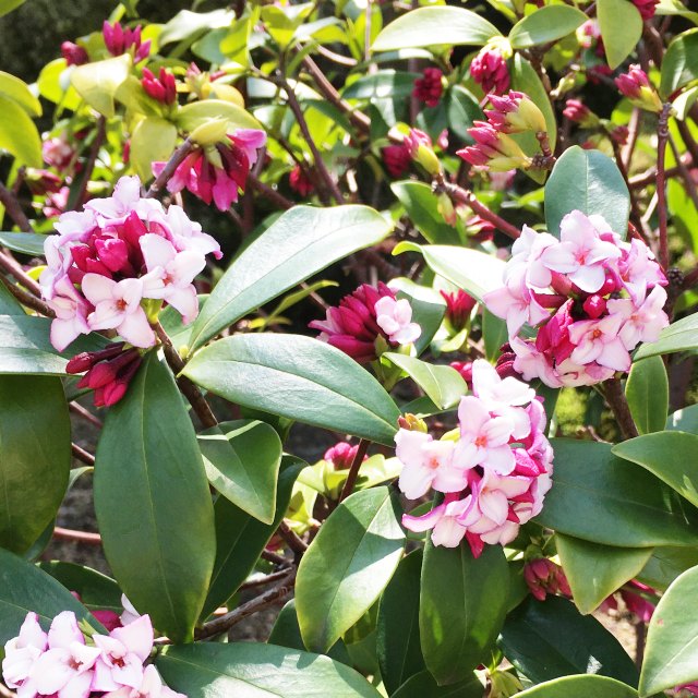 【ジンチョウゲ属】沈丁花!赤花 4.5号黒ポット