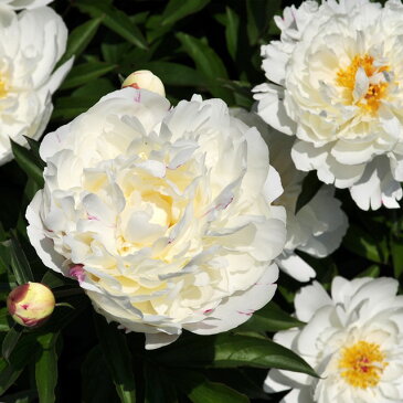【ボタン属】シャクヤク(芍薬)ラテンドール(白花)3.5号ポット