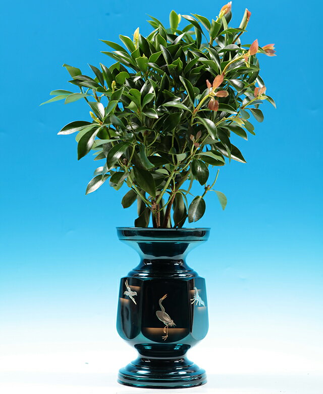 【シキミ属】品質の良い富士のシキミ 1対(2本組)