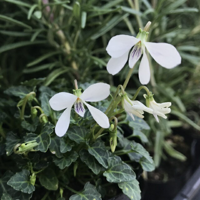 【スミレ属】八重山屋久島すみれ　2.5号ポットのサムネイル