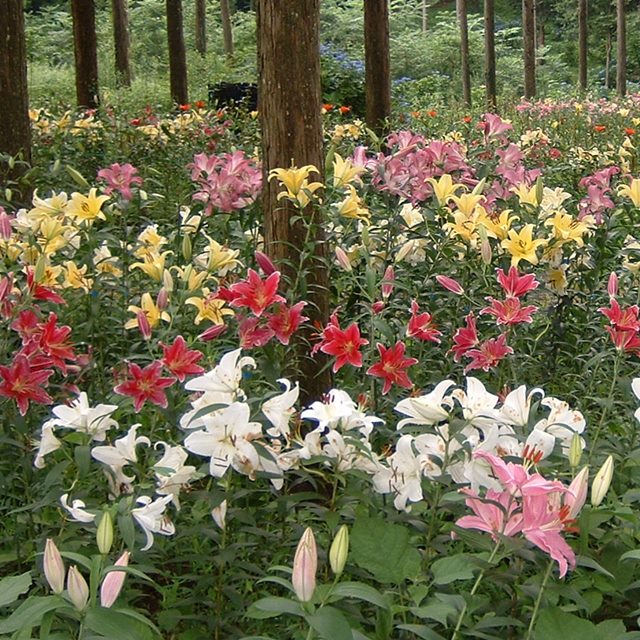 【ユリ属】スカシユリ3株セット　3.5号ポットのサムネイル