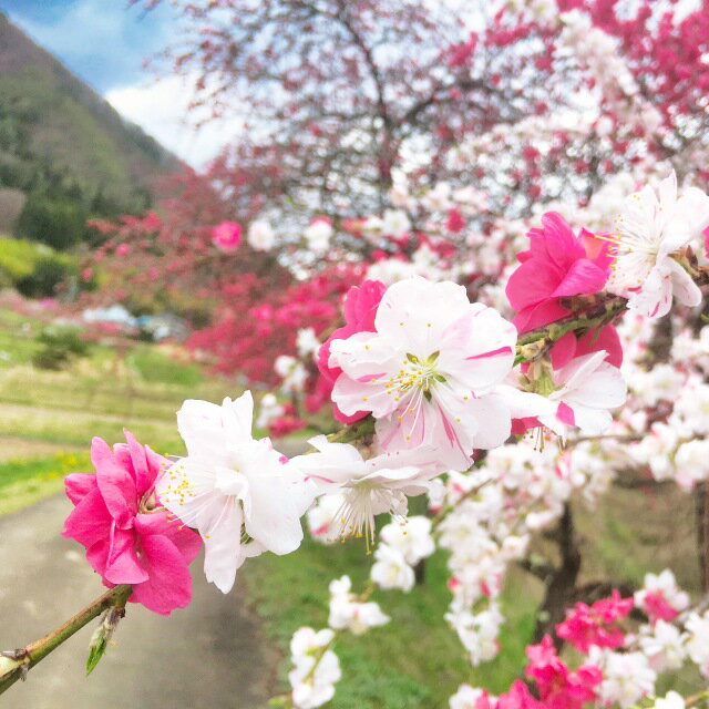 【サクラ属】花桃枝垂れ源平八重咲