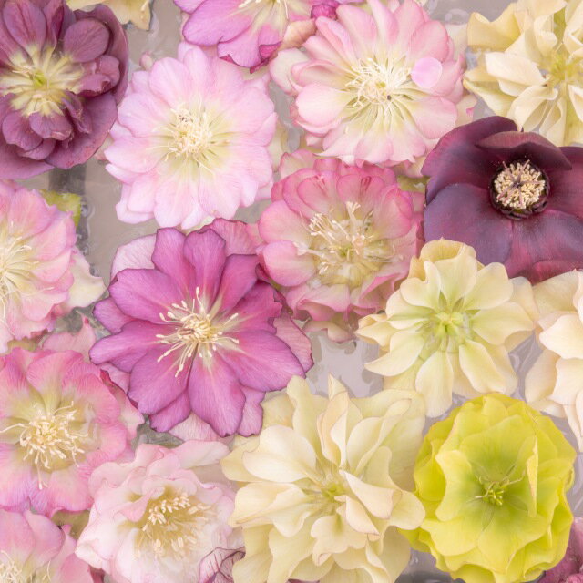 【クリスマスローズ属】クリスマスローズダブル・セミダブル咲き3号ポット3色3株セット花色はお任せと..