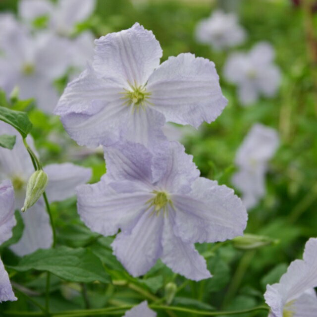 岐阜県東濃産【クレマチス属】遅咲き大輪ジャックマニー系ブルーエンジェル 3号ポットのサムネイル