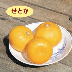 【ハイブリット系柑橘ミカン属】せとか（接木苗）4号LLポット