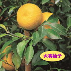 【香酸柑橘系ミカン属】大実柚子（ほんゆず）（接木苗）4号LLポット