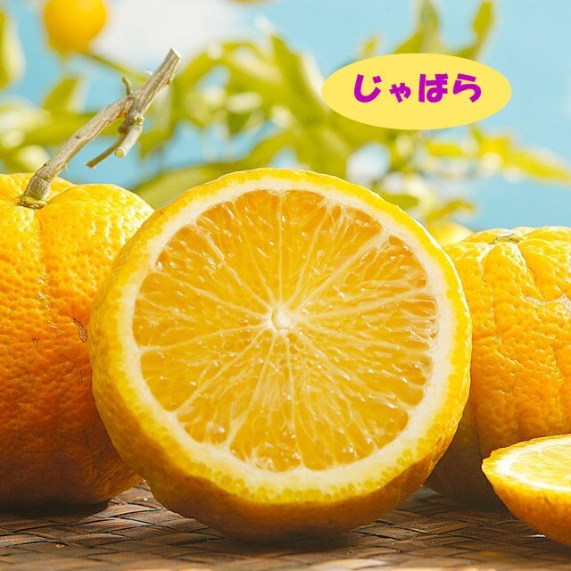 【香酸柑橘系ミカン属】柑橘　じゃ