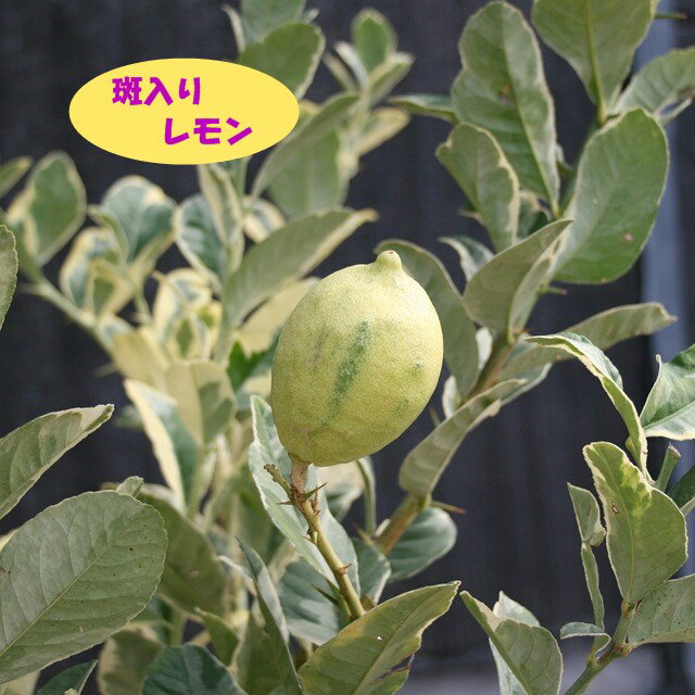 【香酸柑橘系ミカン属】斑入りレモン 接木苗 4号LLポット
