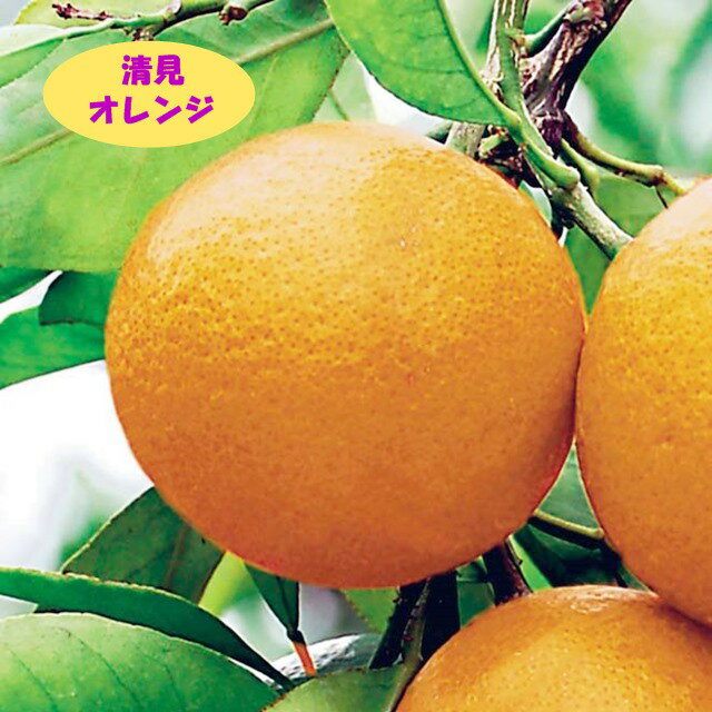 【その他柑橘系ミカン属】清見オレンジ 接木苗 4号LLポット