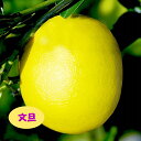 【その他柑橘系ミカン属】文旦(接木苗)4号LLポット