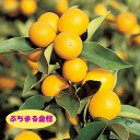 【その他柑橘系ミカン属】ぷちまる金柑(接木苗)4号LLポット