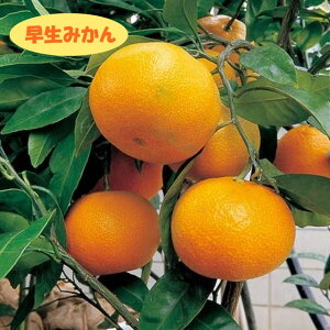 【温州系柑橘ミカン属】早生みかん（接木苗）4号LLポット