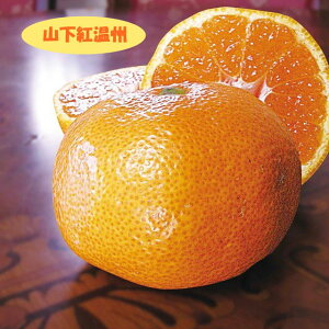 【温州系柑橘ミカン属】山下紅温州（接木苗）4号LLポット