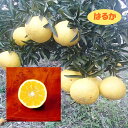 【その他柑橘系ミカン属】はるか（接木苗）4号LLポット