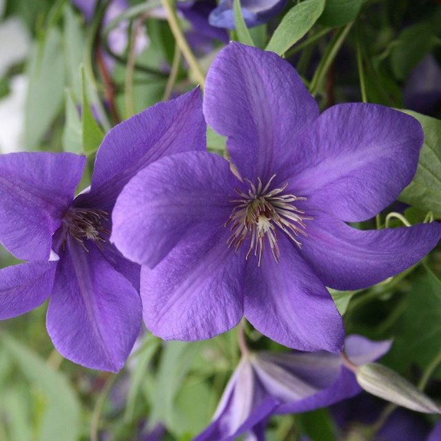 岐阜県東濃産【クレマチス属】遅咲き大輪系 セム 3号ポット