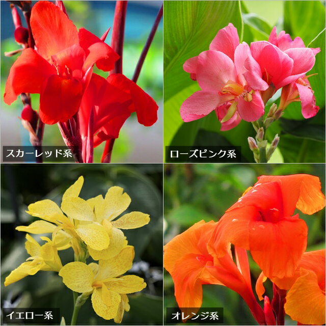 【カンナ属】カンナ3号ポットのサムネイル