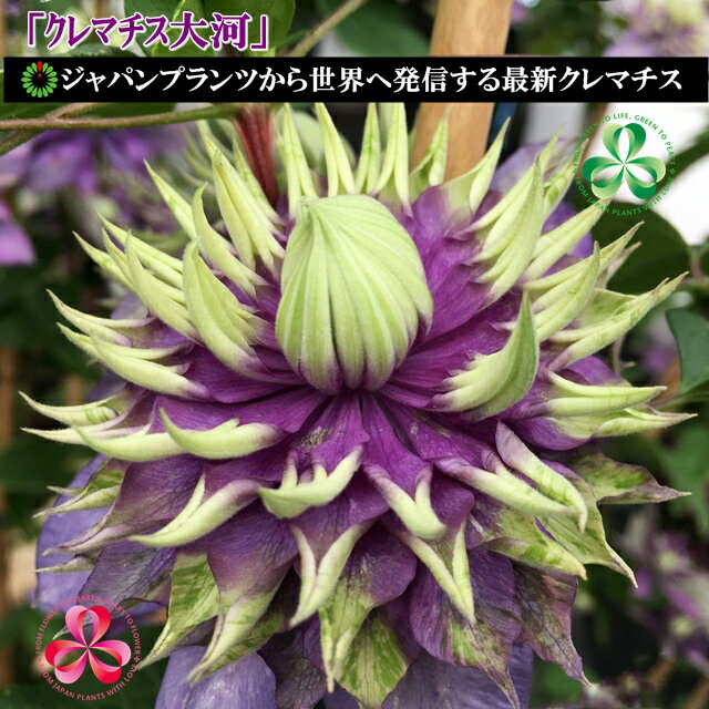 楽天市場】クレマチス 花付きの通販 楽天市場】クレマチス 花付きの通販