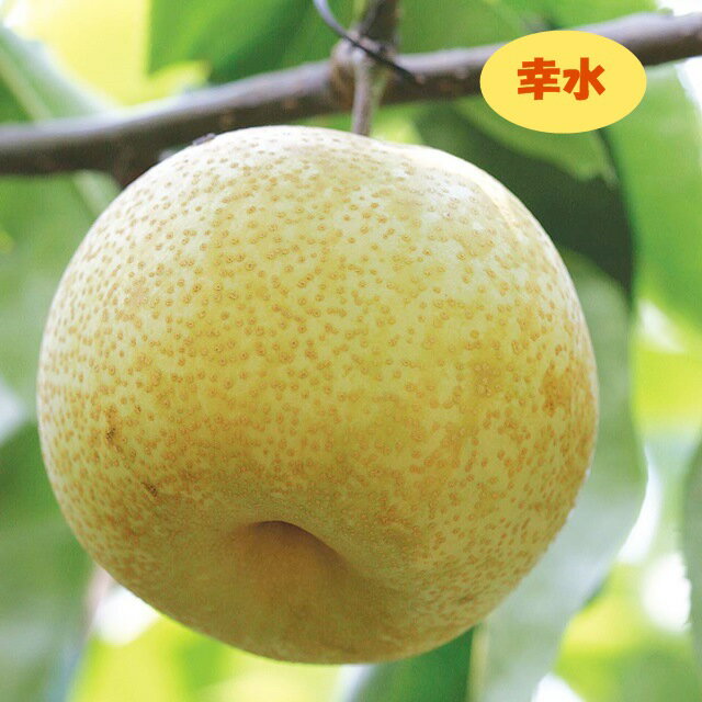 【ナシ属】梨　幸水（二年生接木苗）4号LLポットのサムネイル