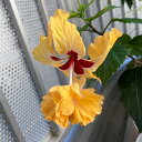 【ハイビスカス属】大株ハイビスカスイエローフラミンゴ 5号ポット暑さ対策と秋開花に備え切り戻ししてあります。