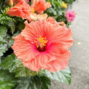 【ハイビスカス属】大株ハイビスカスアプリコットオレンジ 5号ポット暑さ対策と秋開花に備え切り戻ししてあります。