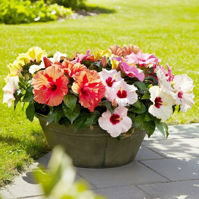 【ハイビスカス属】ハイビスカスNEWロングライフシリーズ3.5号ポット3株セット（花色お任せ）のサムネイル