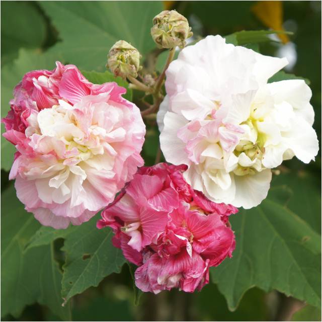 【フヨウ属】薬玉酔芙蓉（クスダマスイフヨウ）4号ポット