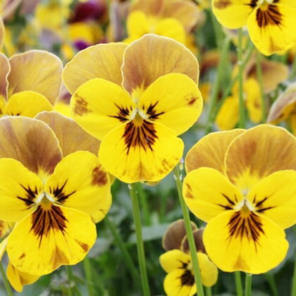 【見元ビオラ】キビのお昼寝　3号ポットのサムネイル