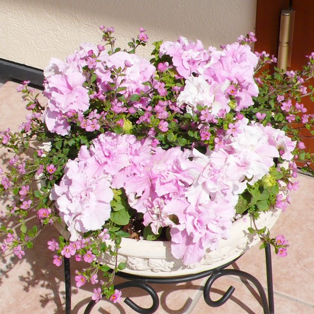 【ペチュニア属】八重咲きペチュニア3号ポット(花色お任せ3株セット)のサムネイル