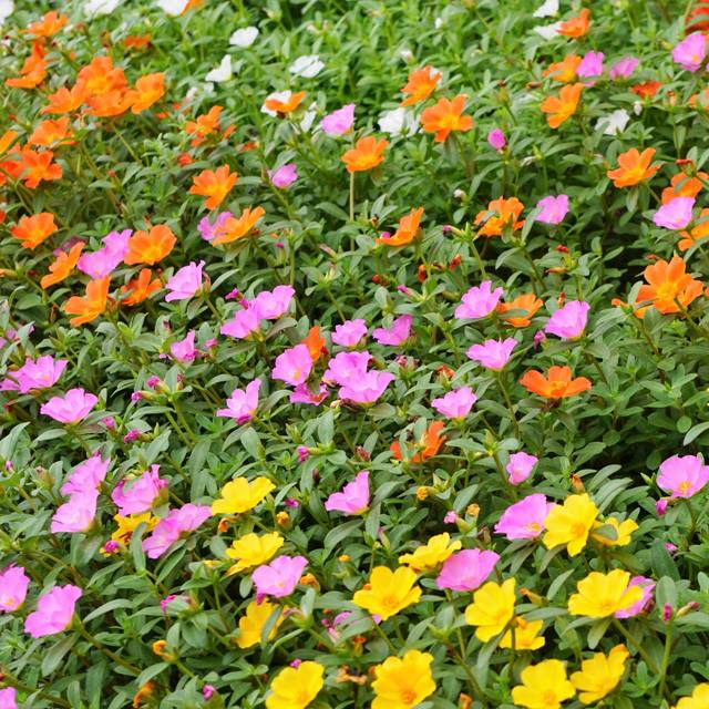 【ポルツラカ属】ポーチュラカお試し3株セット 3号ポットのサムネイル