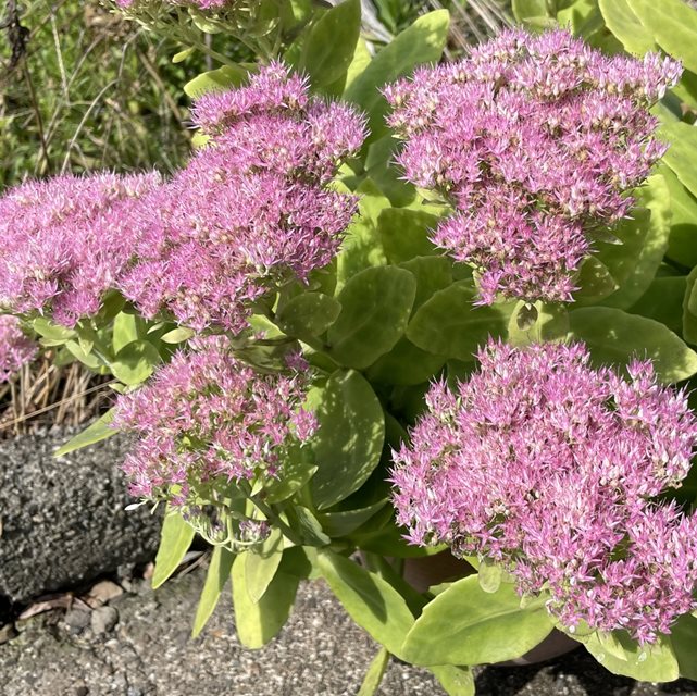 【ムラサキベンケイソウ属】ベンケイソウ　3号Lポット