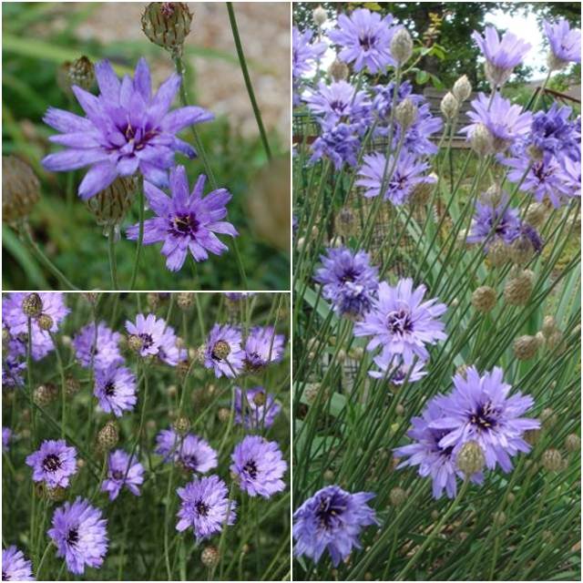 【ルリニガナ属】カタナンケケルレア3号ポット