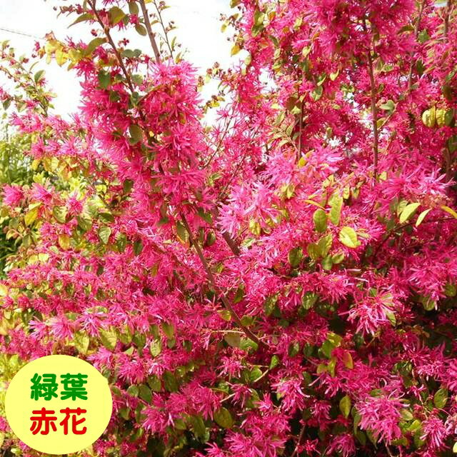 【マンサク属】緑葉トキワマンサク紅花 3.5号ポット