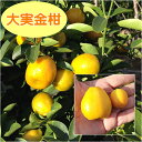 【その他柑橘系ミカン属】大実金柑（接木苗）4号LLポット