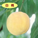 【モモ属】桃 白桃(接木苗)4号LLポット