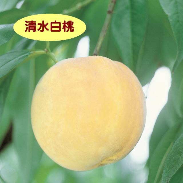 【モモ属】桃　清水白桃（接木苗）4号LLポット