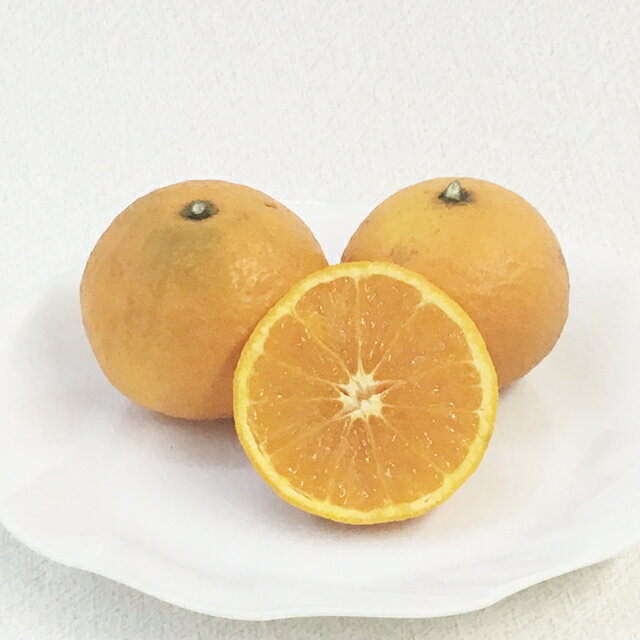 【その他柑橘系ミカン属】ポンカン（接木苗）4号LLポット