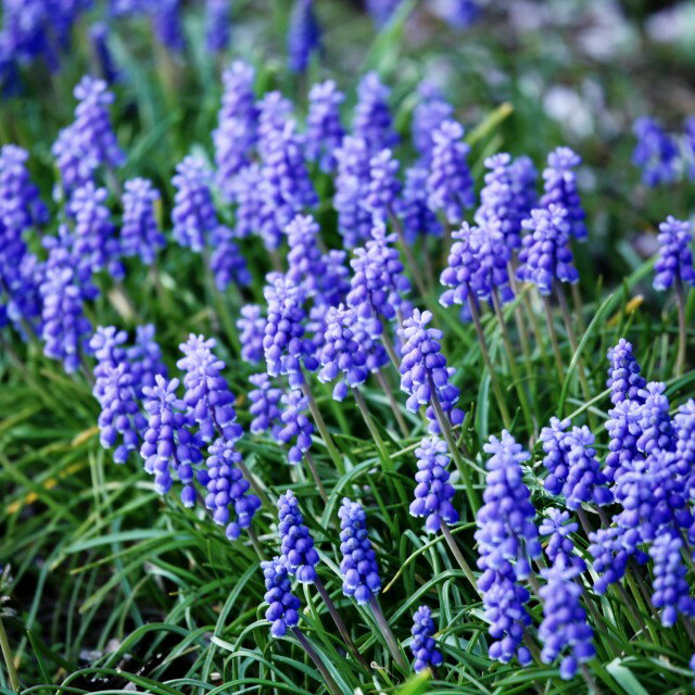 【ムスカリ属】芽出しムスカリブルー 3号ポット