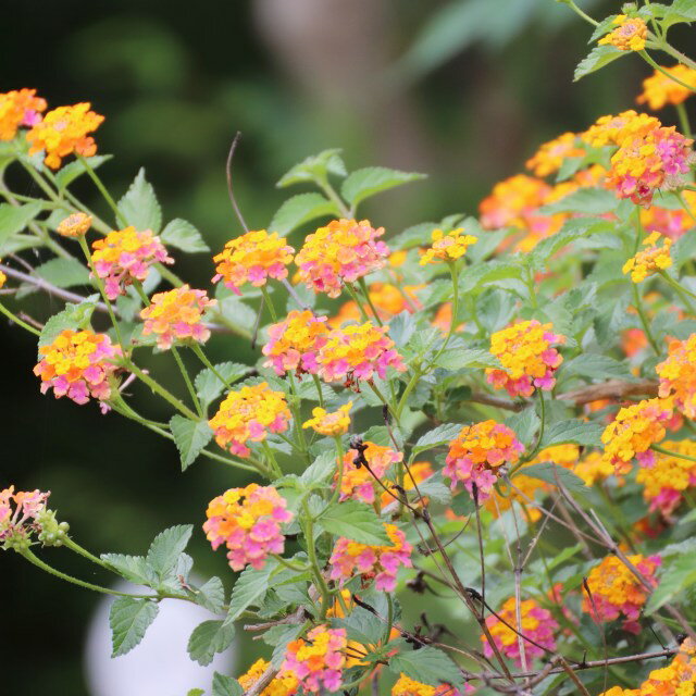 【ランタナ属】七変化ランタナ 3号ポット花色お任せ 3株セットのサムネイル