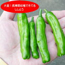 【シシトウ自根苗】ししとう 2.5号ポット