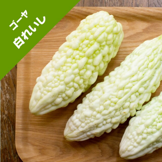 【ゴーヤ自根苗】白れいし（ゴーヤ）3号ポットのサムネイル